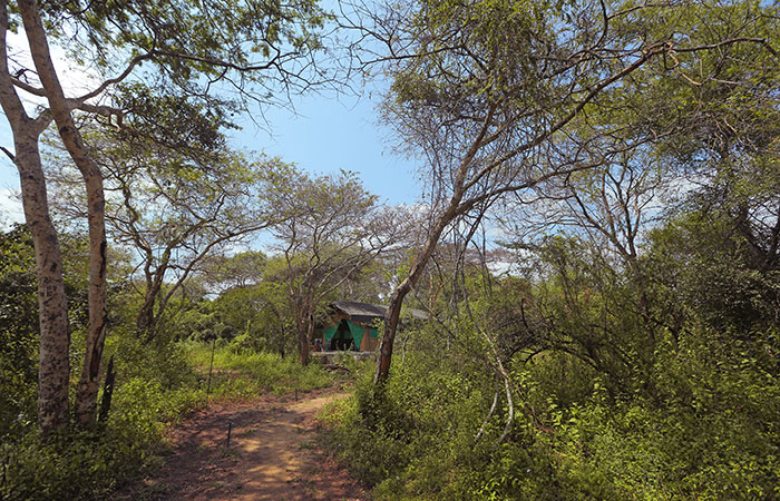 Wilpattu Safari Camp